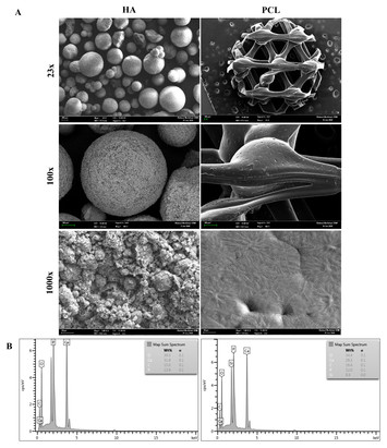 PDF) Use of chitosan and β-tricalcium phosphate, alone and in