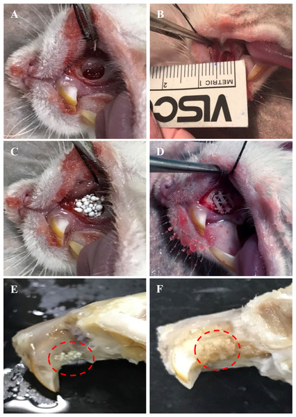 Photographs illustrating the surgical transplantation of MC3T3-E1-HA and MC3T3-E1-PCL.