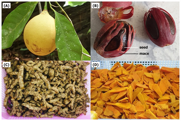 The fruit (A) and mace (B) of Myristica fragrans and the rhizome (C, D) of Curcuma longa used for extraction.