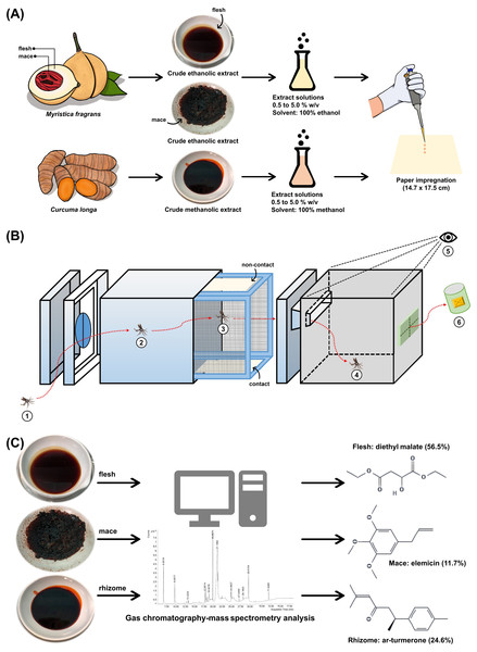 Study schematic.