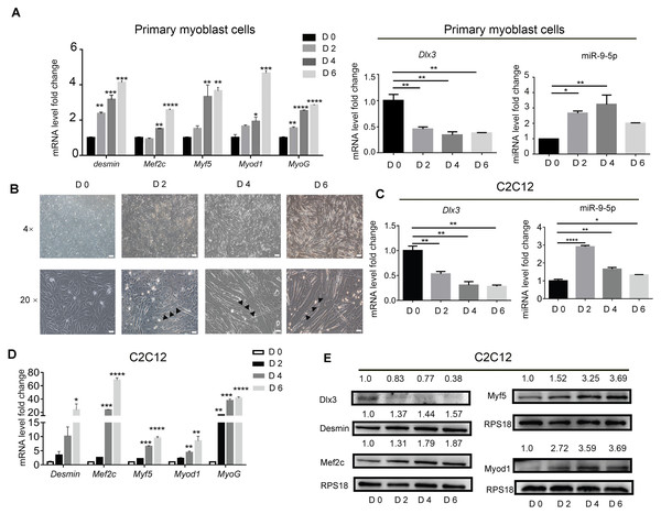 Myogenic induction downregulates Dlx3 and upregulates miR-9-5p expression.