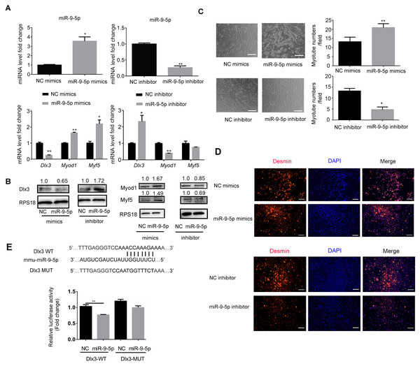 MiR-9-5p negatively regulates Dlx3 expression via directly targeting Dlx3 3′UTR.