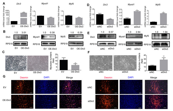 Dlx3 inhibits myogenic differentiation.