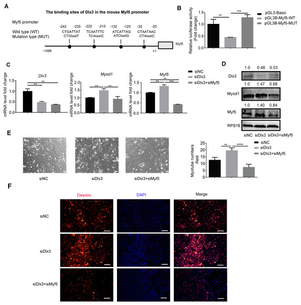 Dlx3 downregulates Myf5 by binding to its promoter and verified by luciferase assay.