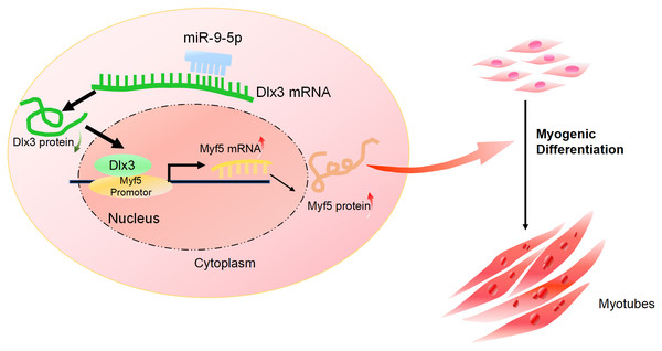 The mechanism of miR-9-5p regulating myogenic differentiation through DLX3/Myf5 axis.