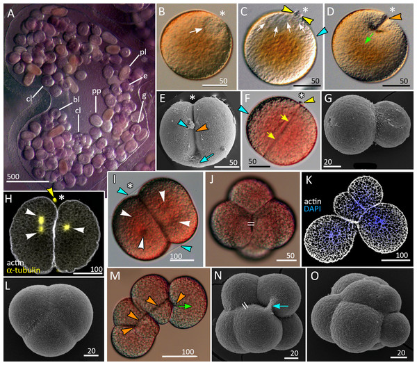Brooding of eggs and embryos on female medusa (A) and early cleavage (B–O) of Aurelia aurita.