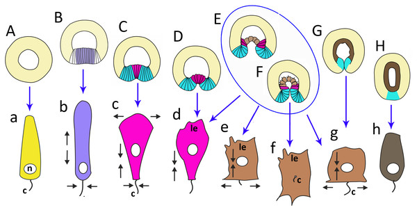 The schematic shows the cell shapes in Aurelia aurita embryos at successive stages of development.