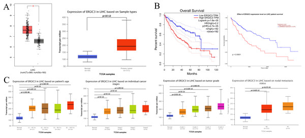 ERGIC3 levels of liver cancer and its clinical significance.