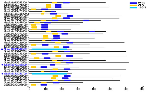 The domain analyses of 38 GhGRF candidates identified from JGI; 35 out of 38 protein sequences were confirmed to contain the QLQ domain adjacent to the WRC domain in the N-terminal end.