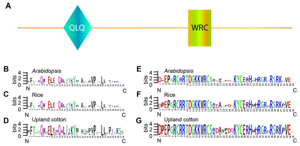Sequence logos of GRF genes.