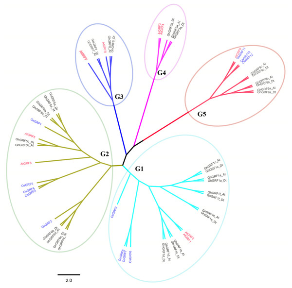 Phylogenetic tree of GRF genes.