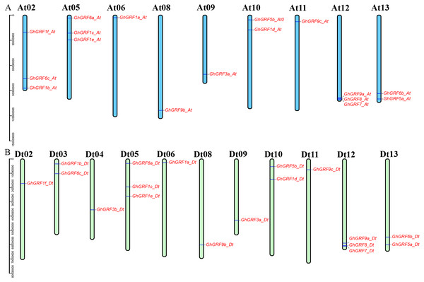 Chromosomal locations of the GhGRF genes on the G. hirsutum chromosomes.
