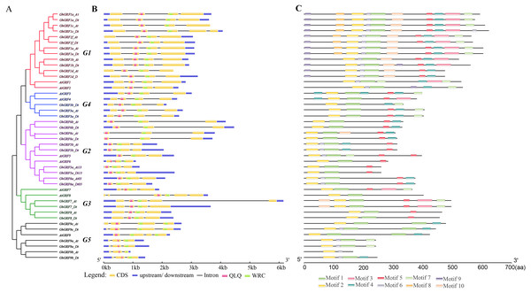 Gene structure and motif analysis of AtGRFs and GhGRFs.