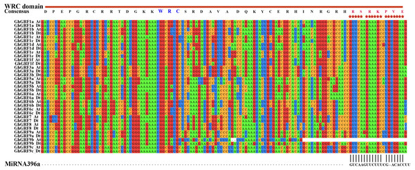 The complementary analysis of the CDS of GhGRF genes with MiRNA396a.