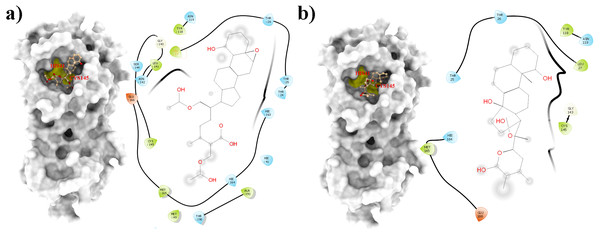 Molecular interactions of the selected Withania somnifera compounds with the Cys145 –His41 catalytic dyad of the SARS-CoV-2 3CLpro (depicted in yellow) with: (A) WS1 and (B) WS4 (amino acids are depicted in different colors: green: hydrophobic, blue: polar, orange: positively charged, purple: negatively charged, pink: hydrogen bonds).