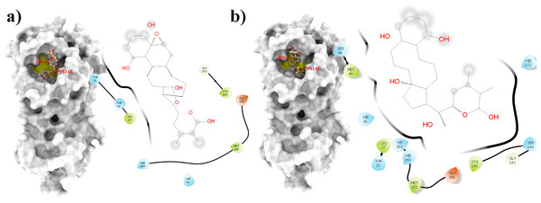 Molecular interactions of the selected Withania somnifera compounds with the Cys145 –His41 catalytic dyad of the SARS-CoV-2 3CLpro (depicted in yellow) with: (A) WS7 and (B) WS11 (amino acids are depicted in different colors: green: hydrophobic, blue: polar, orange: positively charged, purple: negatively charged, pink: hydrogen bonds).