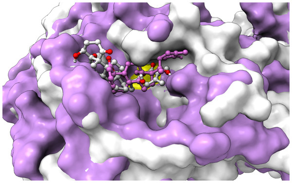 An overlay of the 3CLpro –WS7_v1 (white) complex and the 3CLpro –WS11 (purple) complex active site after 300 ns MD simulations with the Cys145 amino acid residue surface depicted in yellow.