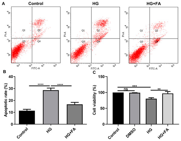 FA alleviates the apoptosis of retinal pigment epithelium cells by exposure to HG.