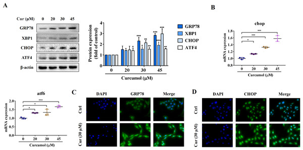 Curcumol induces ER stress in HSCs.