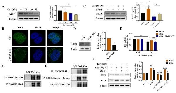 Sirt1-mediated deacetylation of NICD is required for curcumol-induced necroptosis in HSCs.