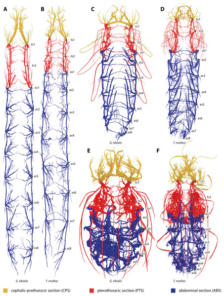 Three-dimensional reconstructions of the tracheal systems of the larva (A, B), pupa (C, D) and image (E, F) of Gonopus tibialis (A, C, E) and Tenebrio molitor (B, D, E) in dorsal view.
