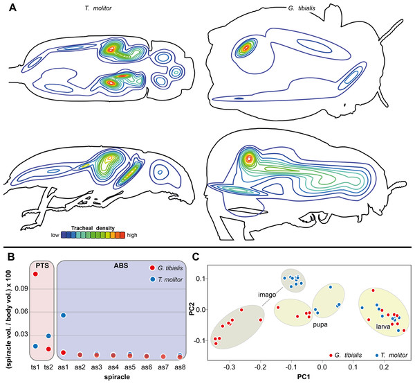 Morphometric measures of the tracheal system of Gonopus tibialis and Tenebrio molitor.