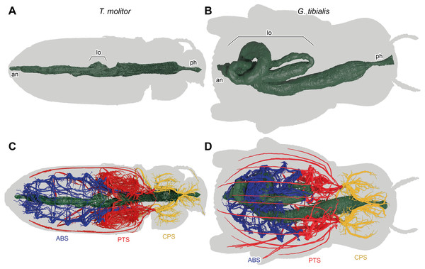3D reconstructions based on µ-Ct scans of the digestive system of Tenebrio molitor (A & C) and Gonopus tibialis (B & D) in dorsal view, Outline of the beetles shown in grey.