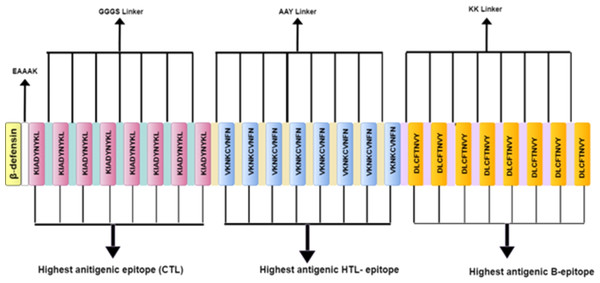Schematic diagram of multi-epitope vaccine peptide.