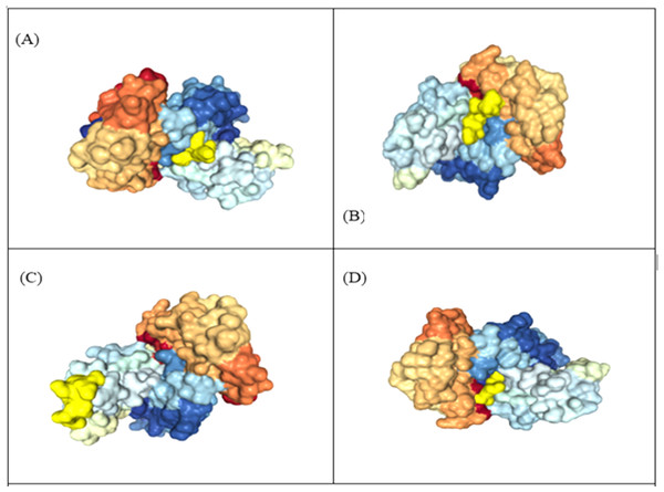 Representation of protein-peptide docked complex of top four MHC class-1 epitopes sequences.