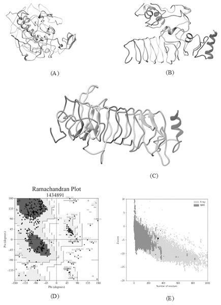 Tertiary structure modeling, refinement and validation.