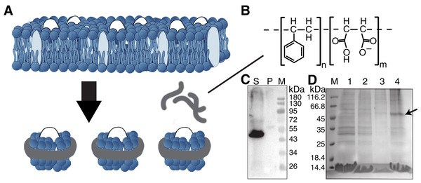 Solubilization and purification of SMO transmembrane domain using SMA copolymers.