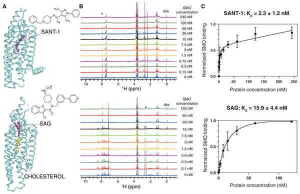 NMR titrations for the Kd determinations of SANT-1 (top) and SAG (bottom) to SMO incorporated in SMA-nanodiscs.