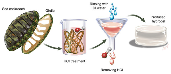 Process for producing hydrogel from chiton girdle.