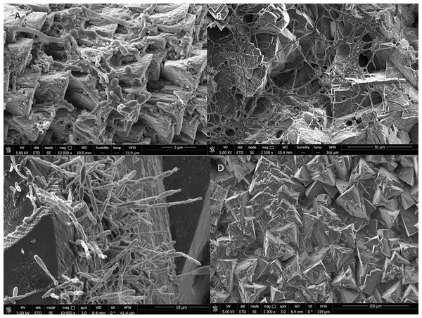 High-resolution scanning electron microscopy of precipitates from Nerja Cave drip waters and biofilms.