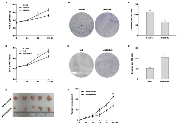 NEDD4L negatively regulated LUAD cell proliferation in vitro and in vivo.