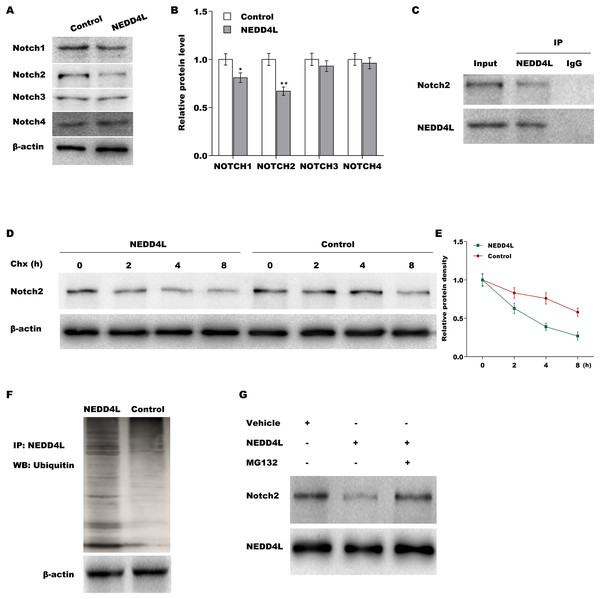 NEDD4L promoted ubiquitination and proteasomal degradation of Notch2.