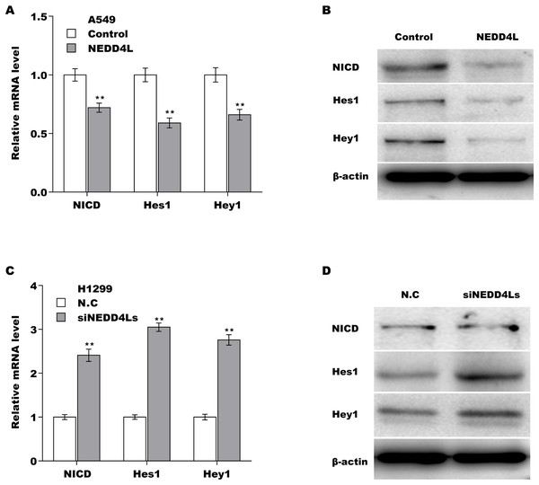 NEDD4L negatively regulated the activation of Notch signaling.