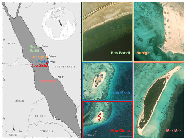Five study sites on sandy islands and coastal beaches on the central Saudi Arabian coast of the Red Sea where turtle nesting evidence was investigated.