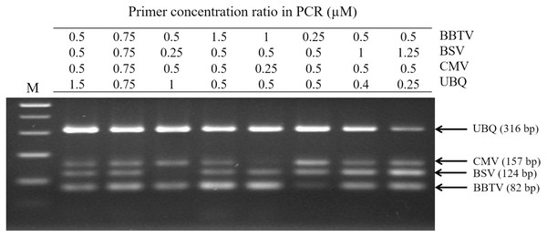 Polymerase chain reaction (PCR) detection for different concentration ratios of multiple primer sets.