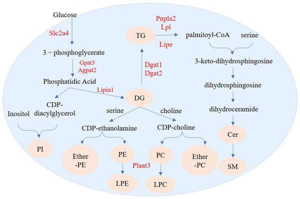  Regulation pathways of genes and lipid metabolites during 3T3-L1 adipogenesis.