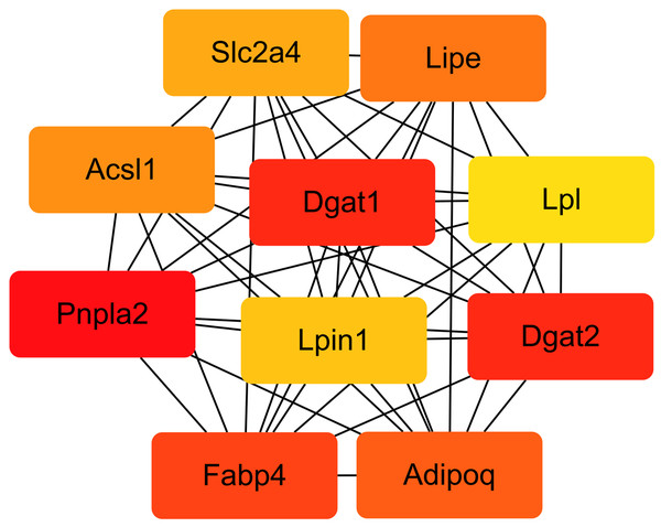  Interaction network of the top 10 hub genes.