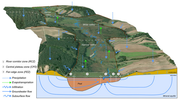 Conceptual model of water flow in the Upper Biebrza Valley.