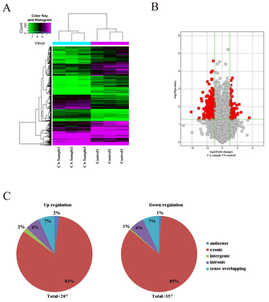 Characterization of circRNA expression in CRC cells and control cells.