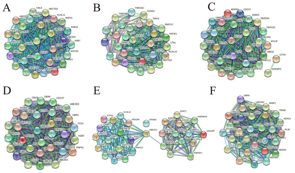 PPI networks consisting of hub genes belong to three up-regulated circRNAs and three down-regulated circRNAs.