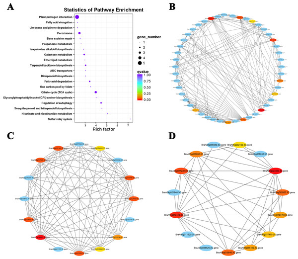 KEGG pathway enrichment and putative interaction networks of clusters.