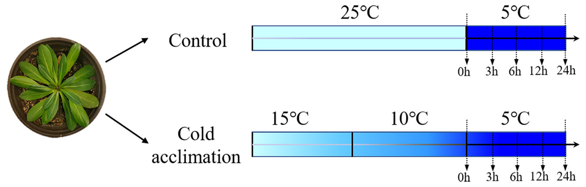 Genome-wide identification of CBF genes and their responses to cold ...