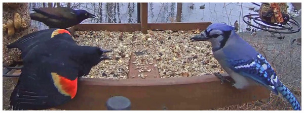 A male Red-winged Blackbird (Agelaius phoeniceus) signals aggressively at a Blue Jay (Cyanocitta cristata) at a bird feeder.
