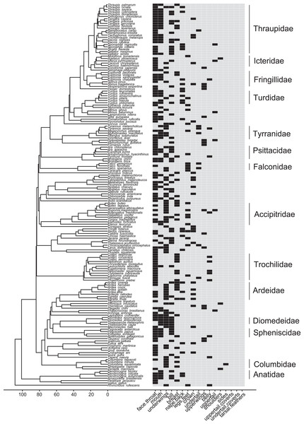 Phylogeny of all species in our dataset and the body regions most commonly highlighted by each species.