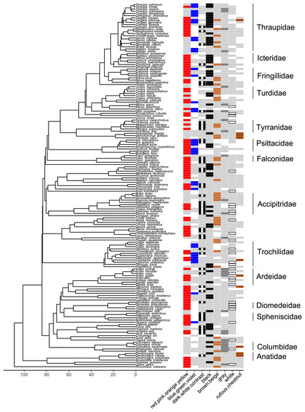 Phylogeny of all species in our dataset and the colors most likely to be highlighted by each species.