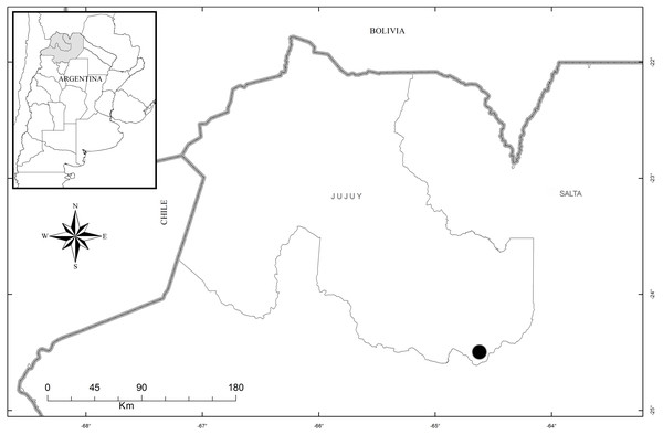 Map of the distribution of Pachygenium laurense (circle) (prepared by Claudia M. Martín).